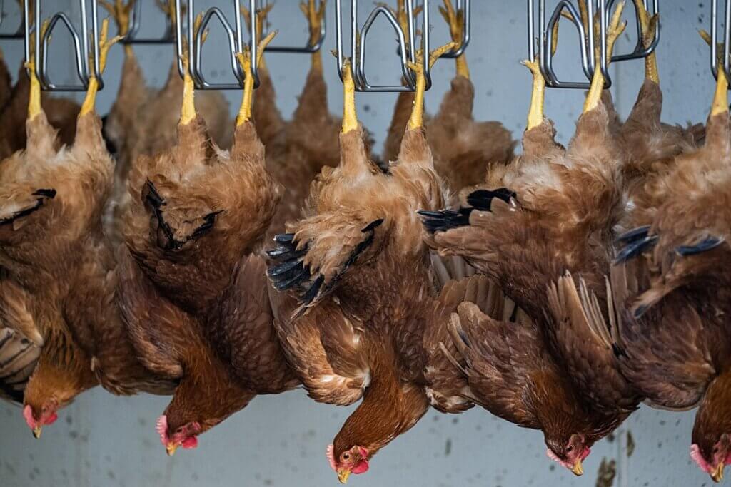 Image from We Animals for the slaughterhouse workers article