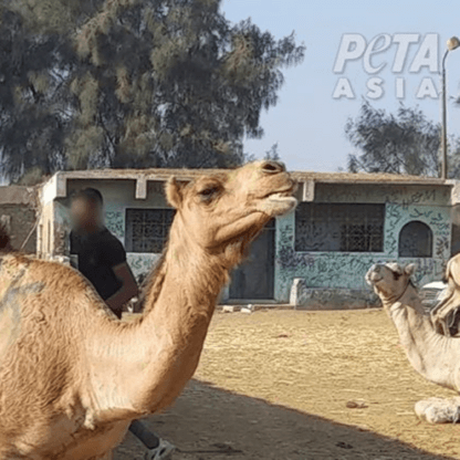 PETA-owned image for the Egypt AA