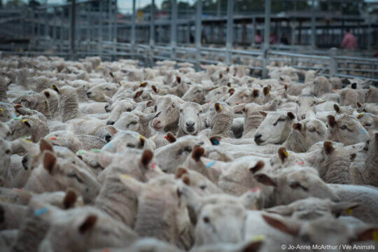 Image from Jo-Anne McArthur/We Animals for the UGG AA