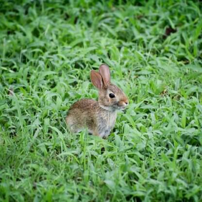 Image from Unsplash for the cruelty-free tiktok effect mission