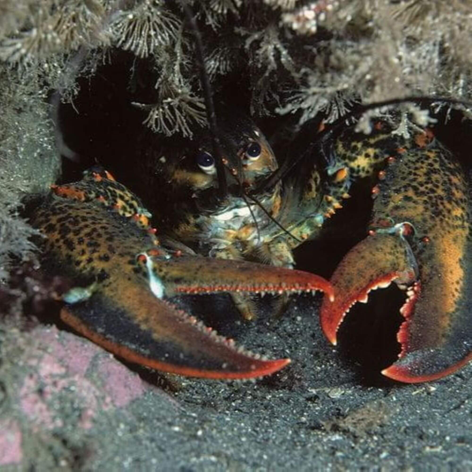 PETA-owned image for the lobster mission