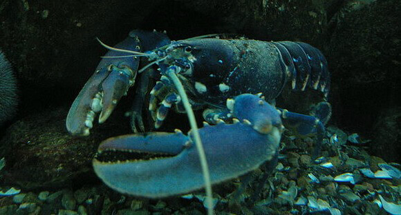 Image of a lobster for the leave lobsters alone article