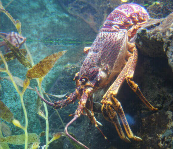 Image of a lobster for the leave lobsters alone article