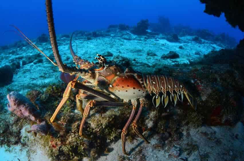 Image of a lobster for the leave lobsters alone article