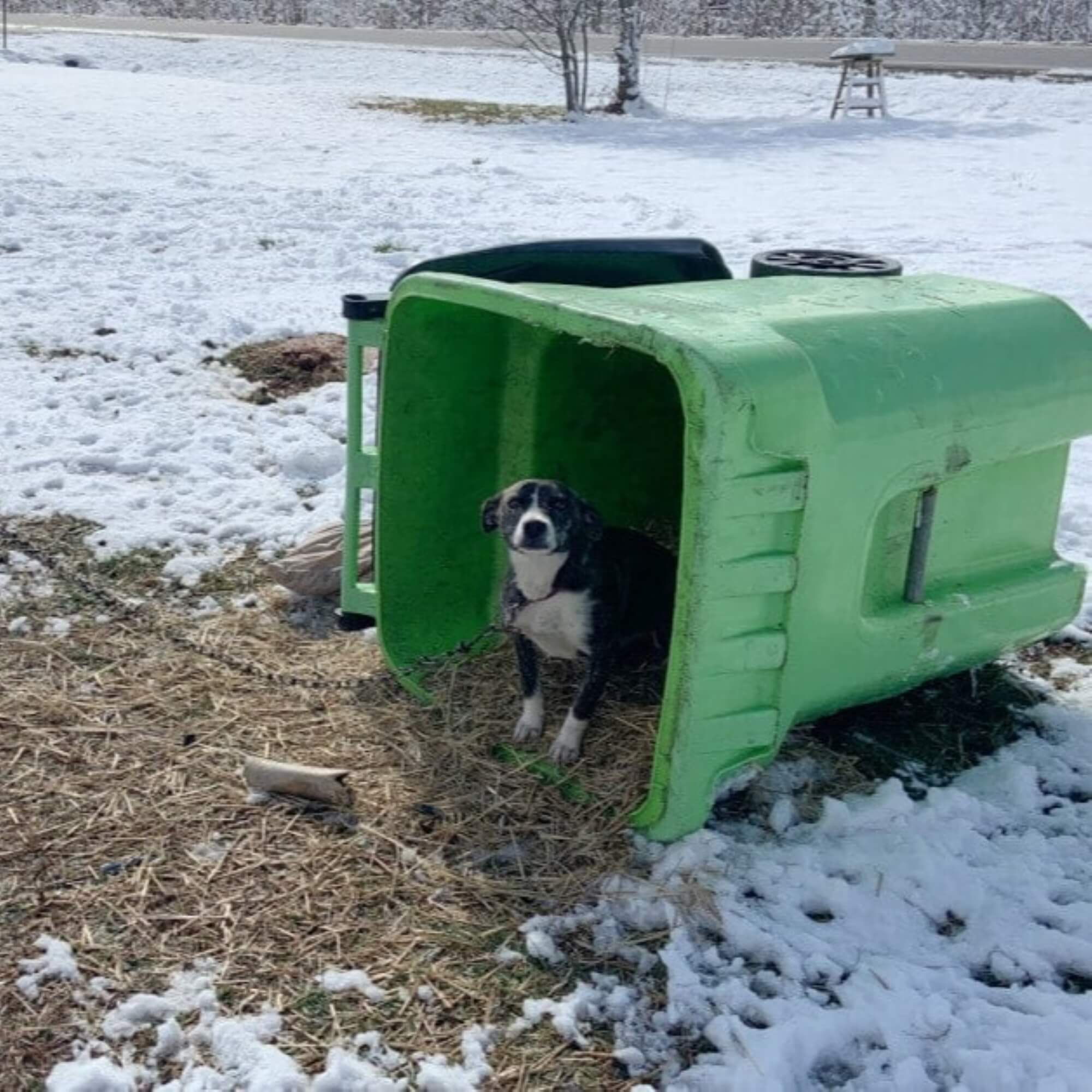 keep-your-animals-safe-with-this-disaster-guide-peta2