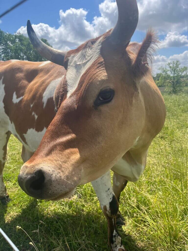 PETA-owned image