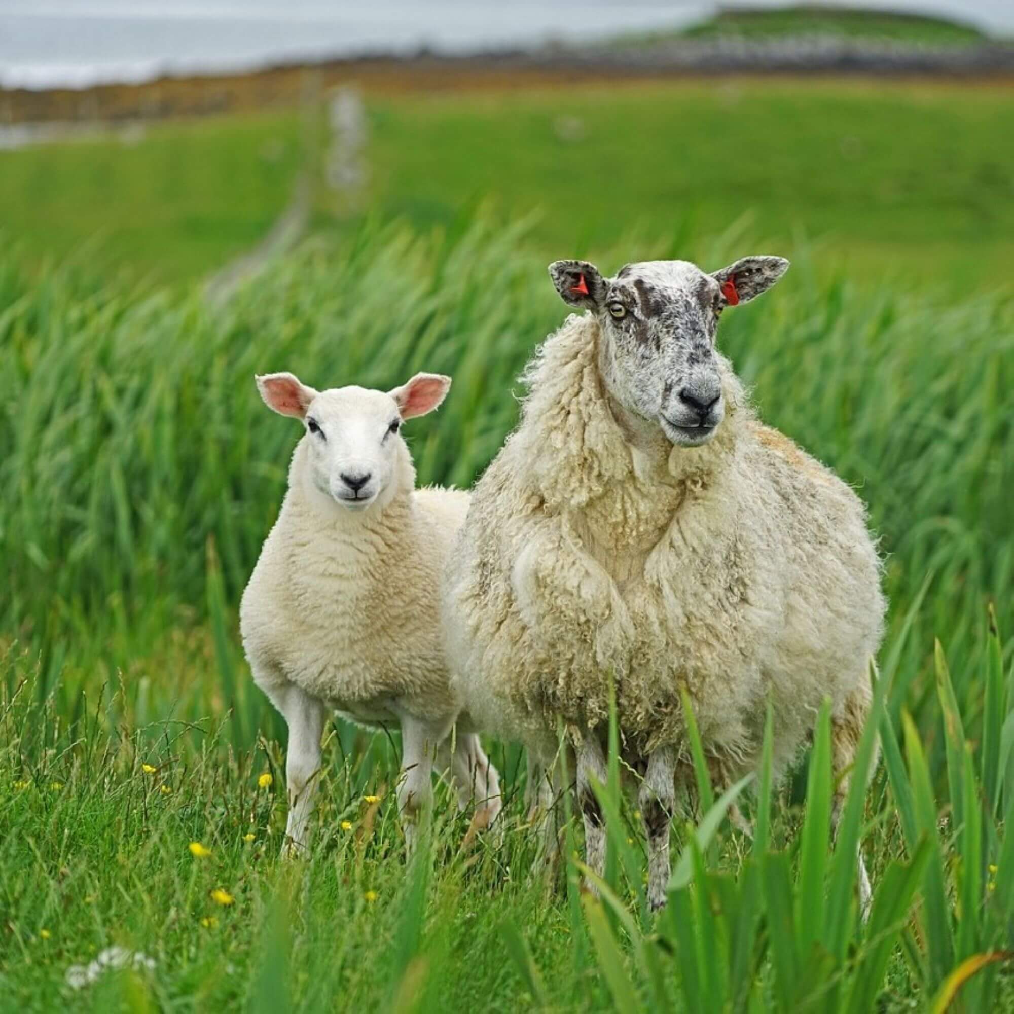 ways-young-people-can-help-animals-peta2