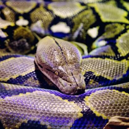 Image from Unsplash for the fake snake article