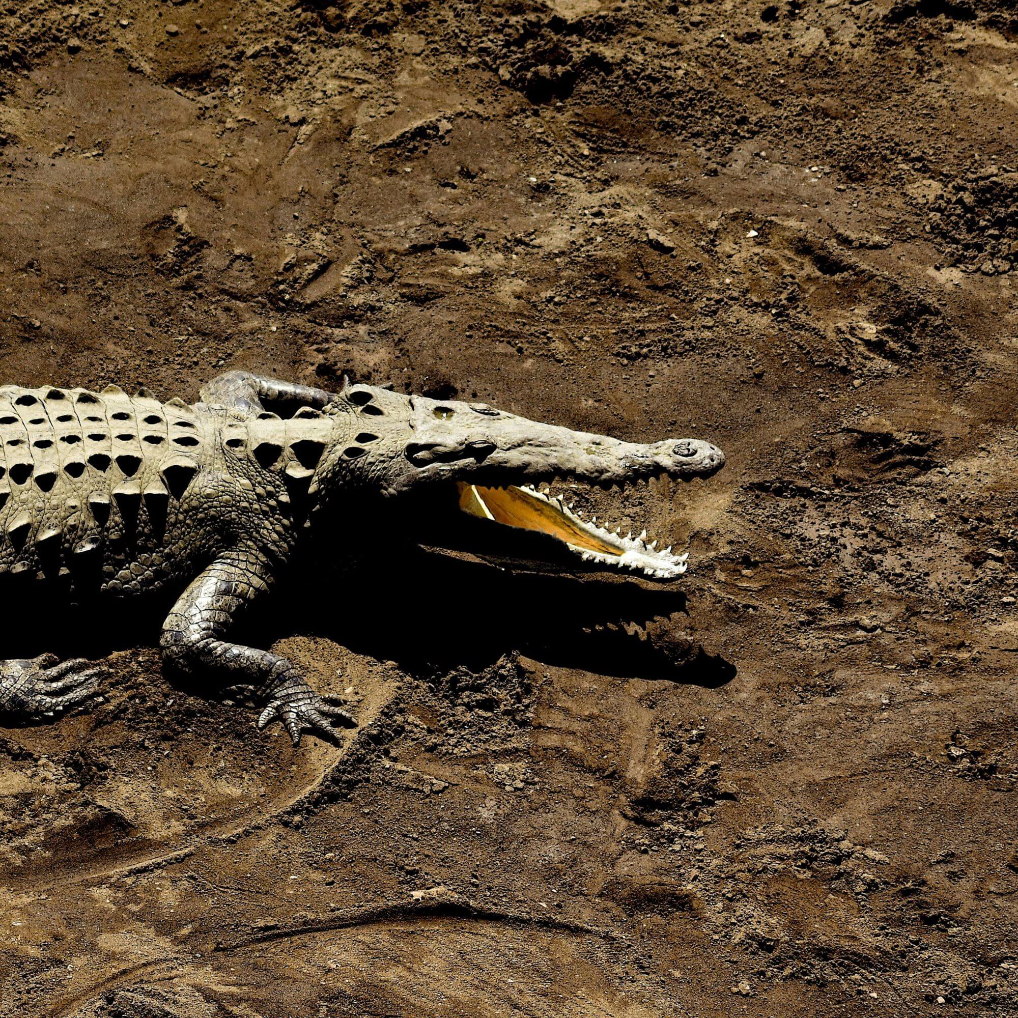mock croc guide—get these 12 vegan items | peta2
