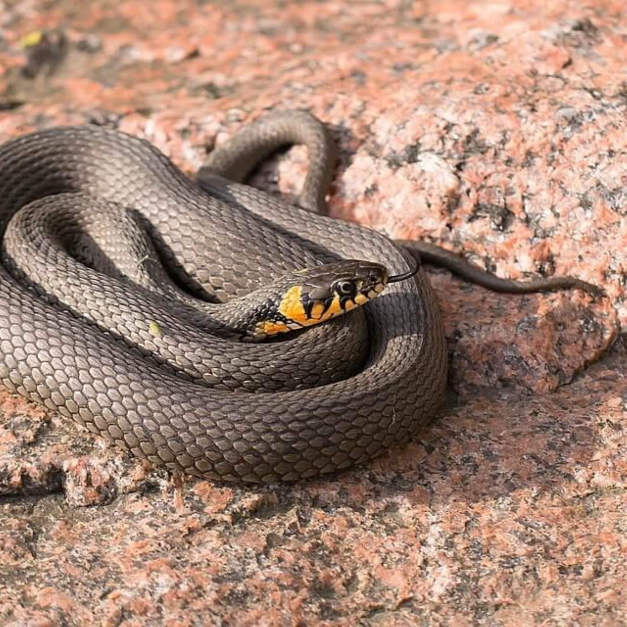 PETA-owned image for the snake facts article