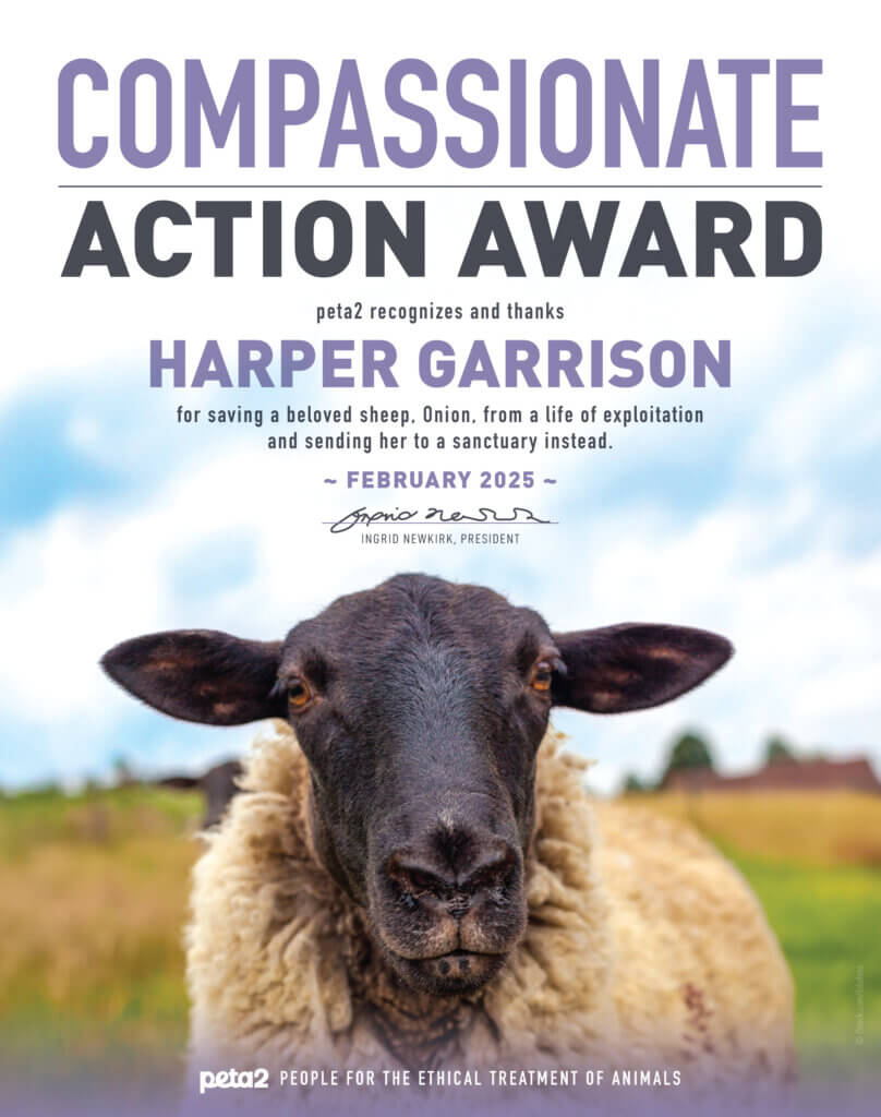 PETA-owned image for the Harper Onion sheep article