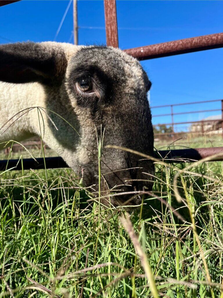 PETA-owned image for the Harper Onion sheep article