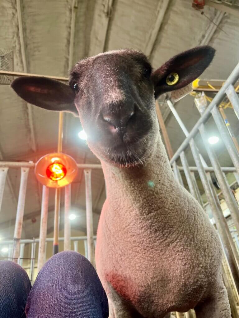PETA-owned image for the Harper Onion sheep article