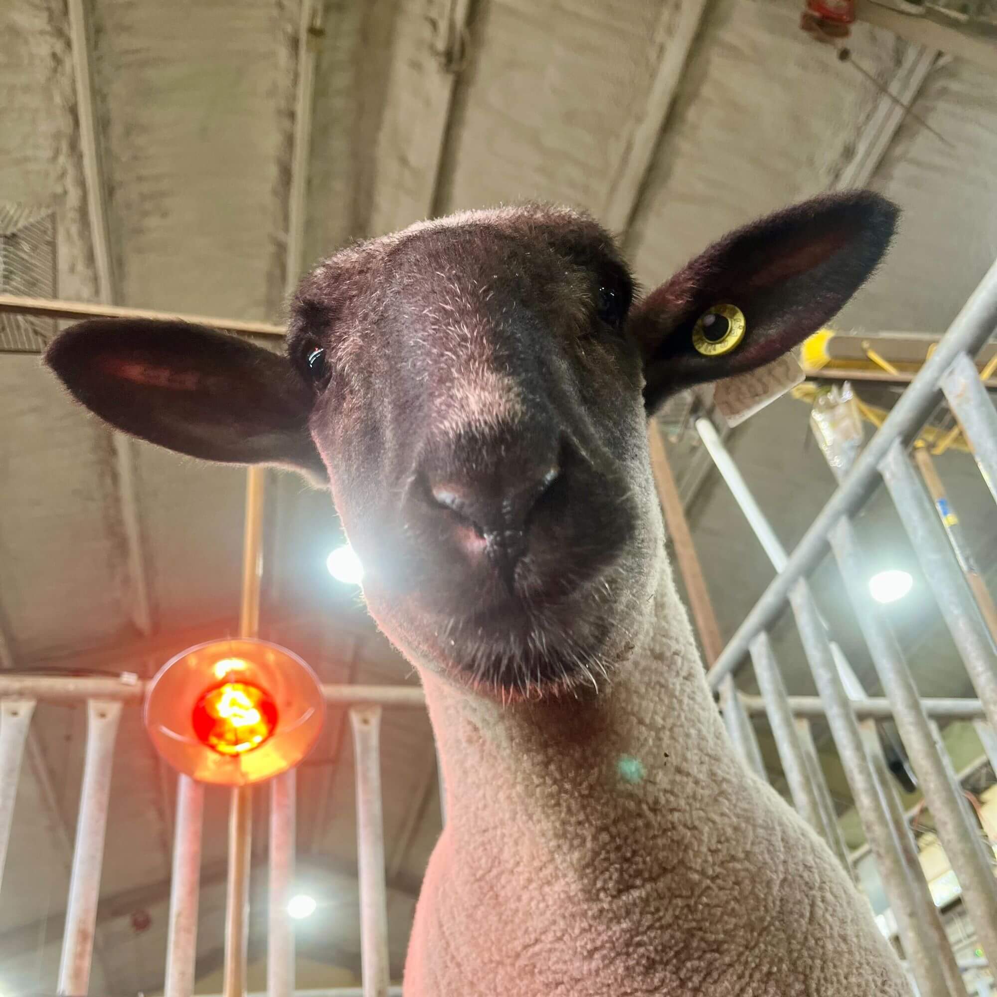 PETA-owned image
