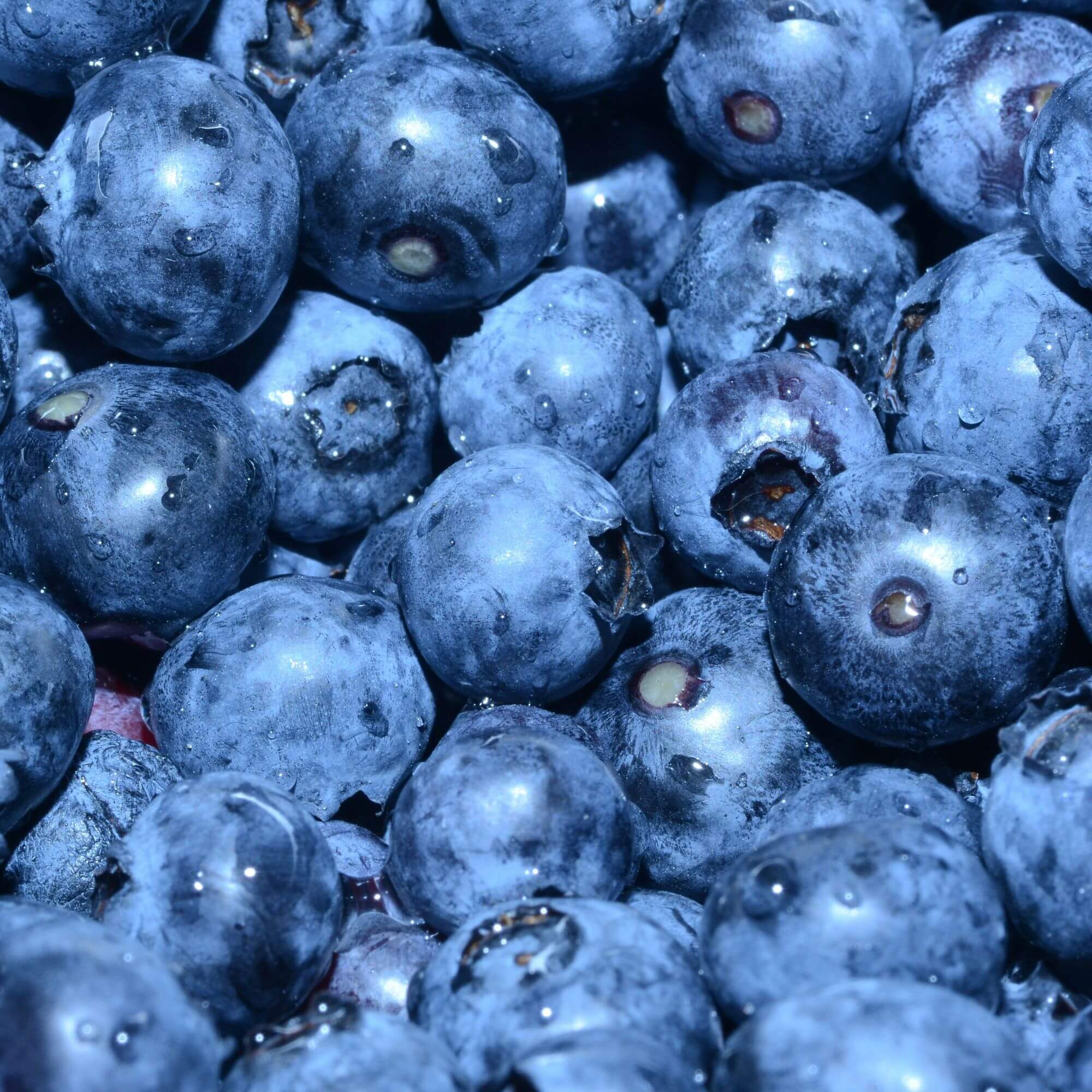 Image from Unsplash for the blueberry council AA