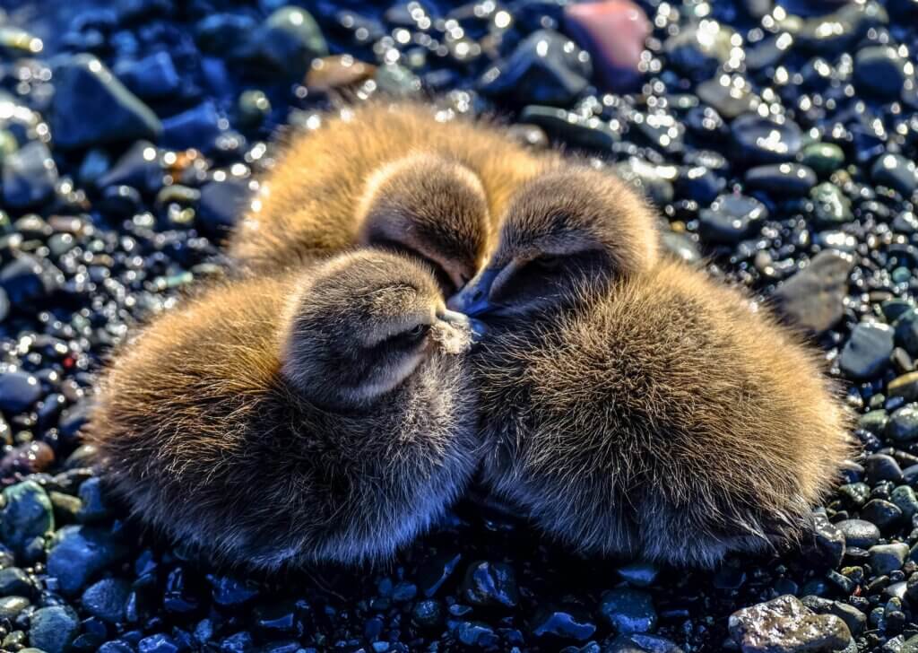 Image from Unsplash