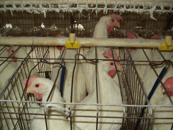 PETA-owned image for the female animals article