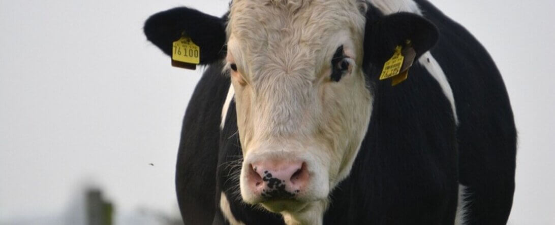 Image from Pixabay for the female animals article