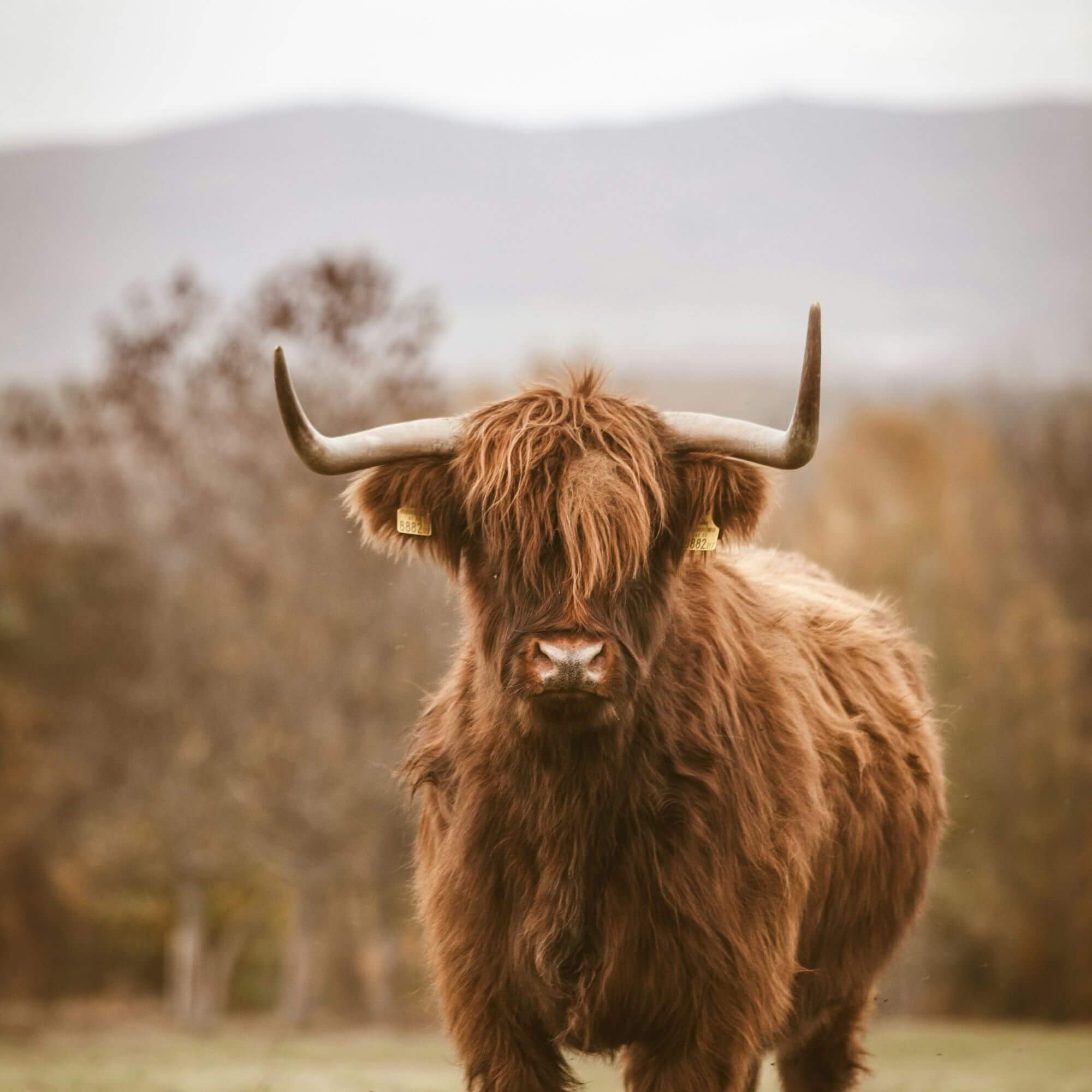Image from Unsplash for the male animals article