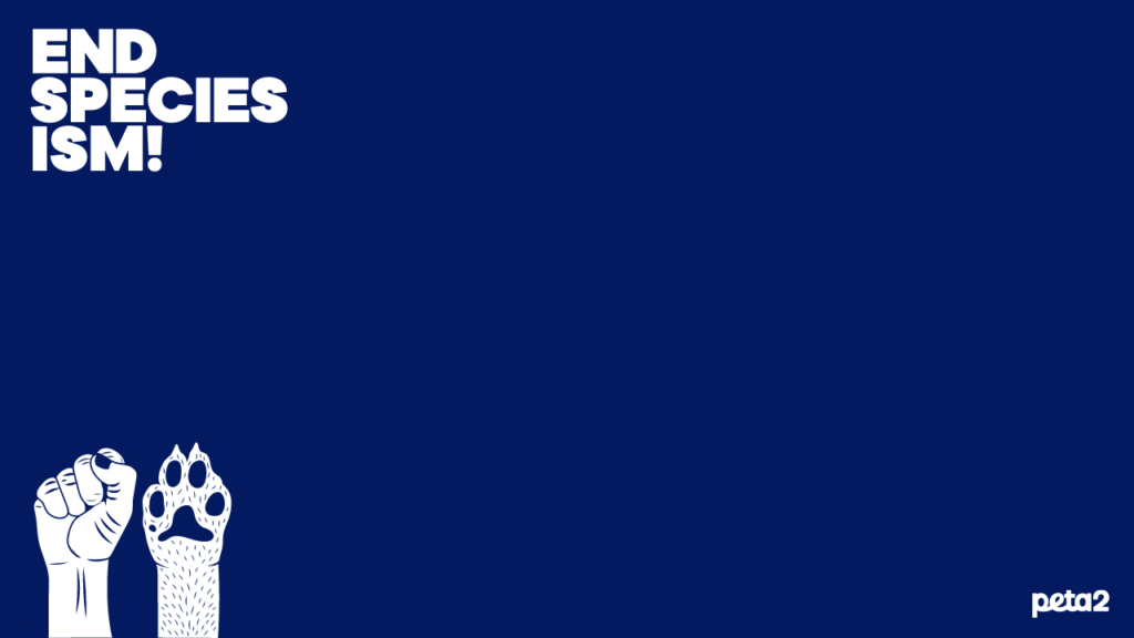 PETA-owned image for the animal rights backgrounds page