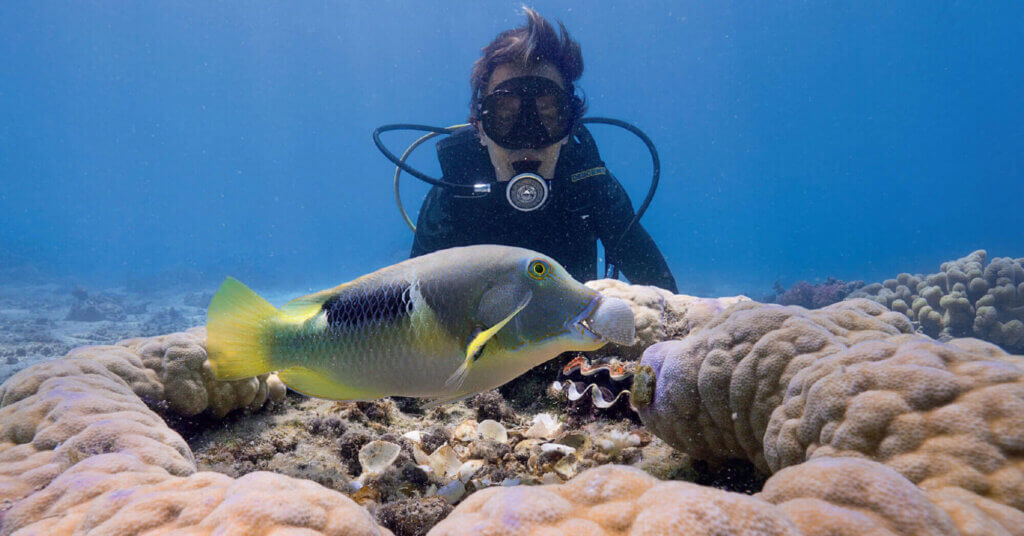 Image from Penguin Books Limited website for the help fish mission
