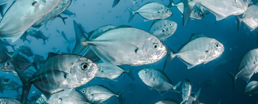 Image from Unplash for the help fish mission