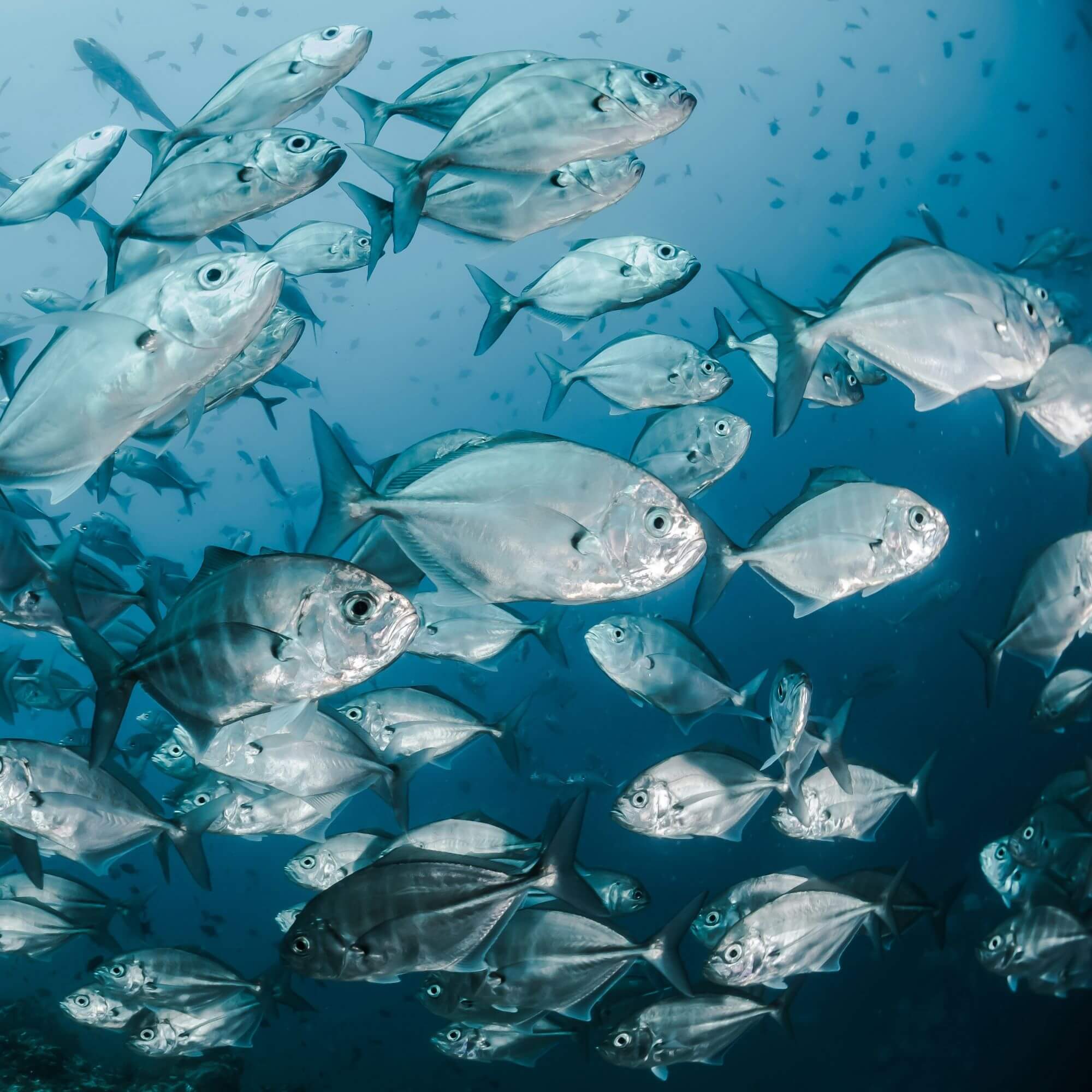 Image from Unplash for the help fish mission