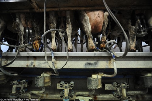 Image for the milk contains pus mission
