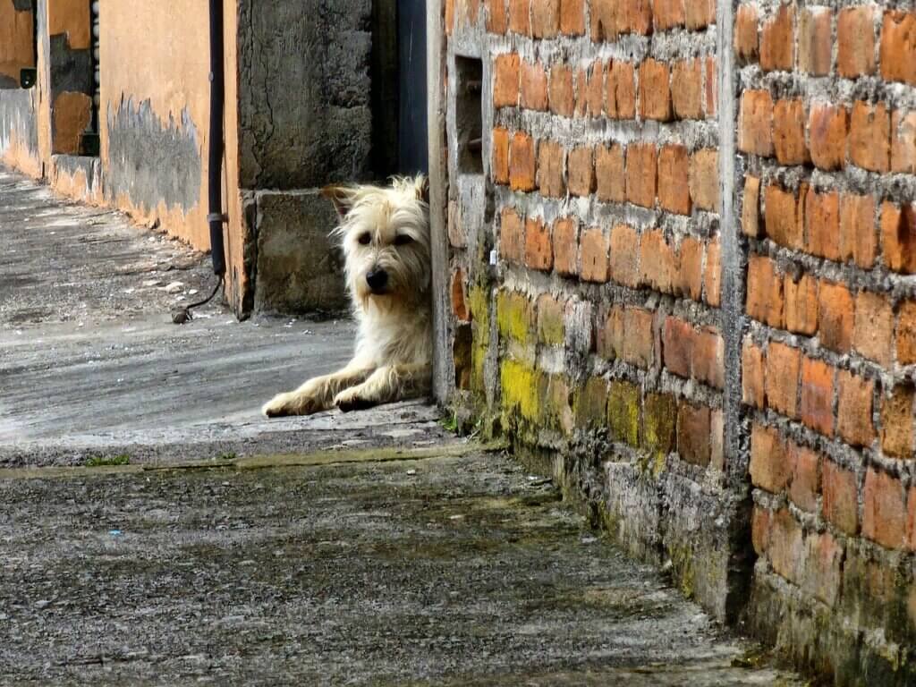 Image from Pixabay for the stray cats dogs mission