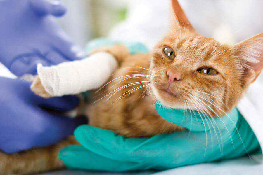 Image from iStock for the stray cats dogs mission