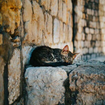 Image from Unsplash for the stray cats dogs article