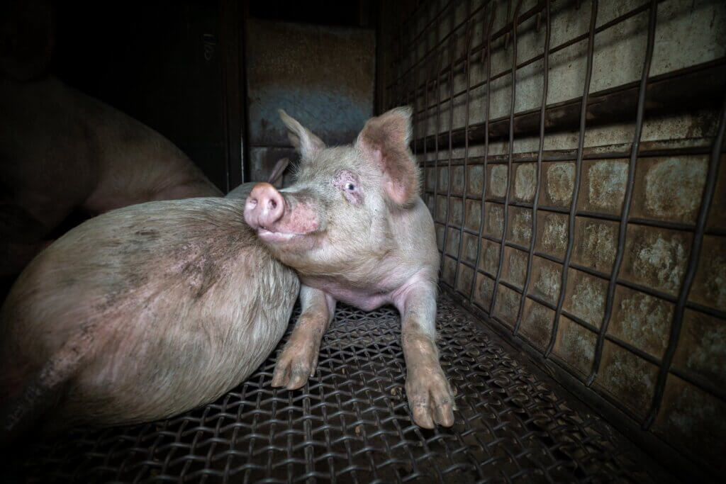 Image from Farm Transparency Project website