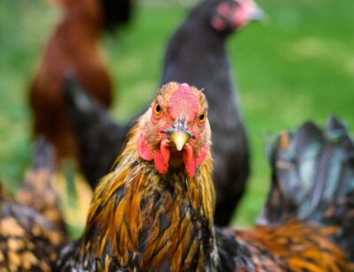 Image from Unsplash for the text vegan mission