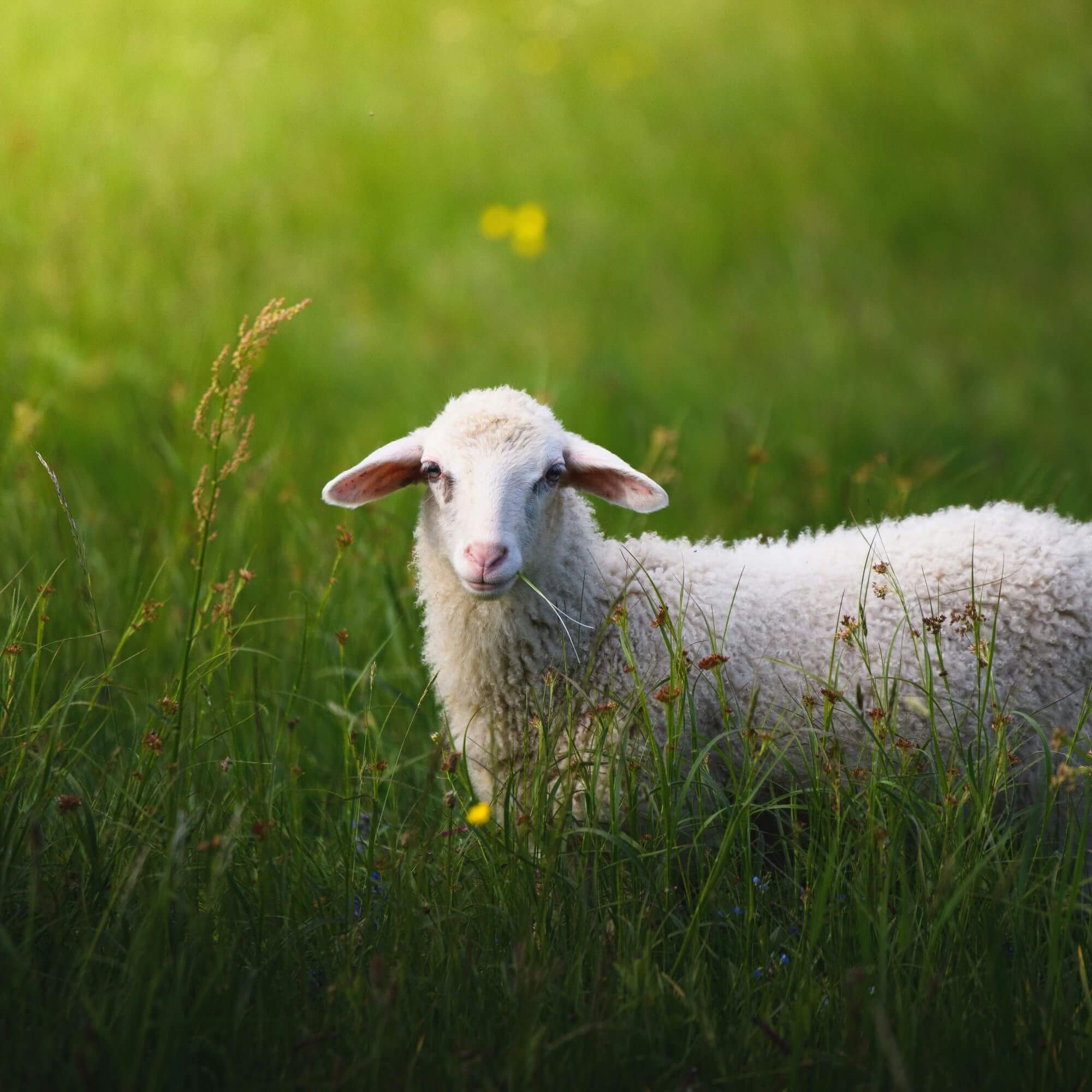 Image from Unsplash for the week of actions mission