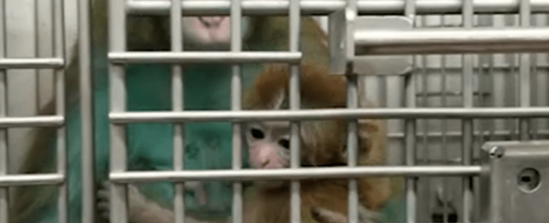 PETA-owned image for the National Primate Research Centers AA