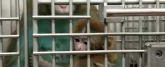 PETA-owned image for the National Primate Research Centers AA