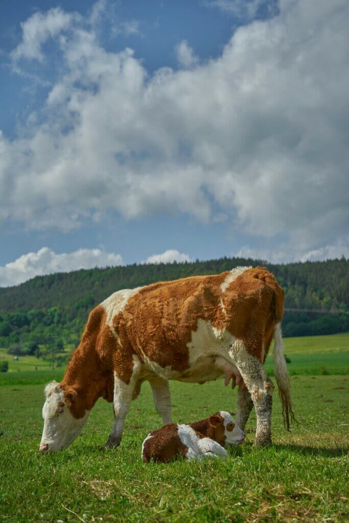 Image from Unsplash for the animal moms quiz mission