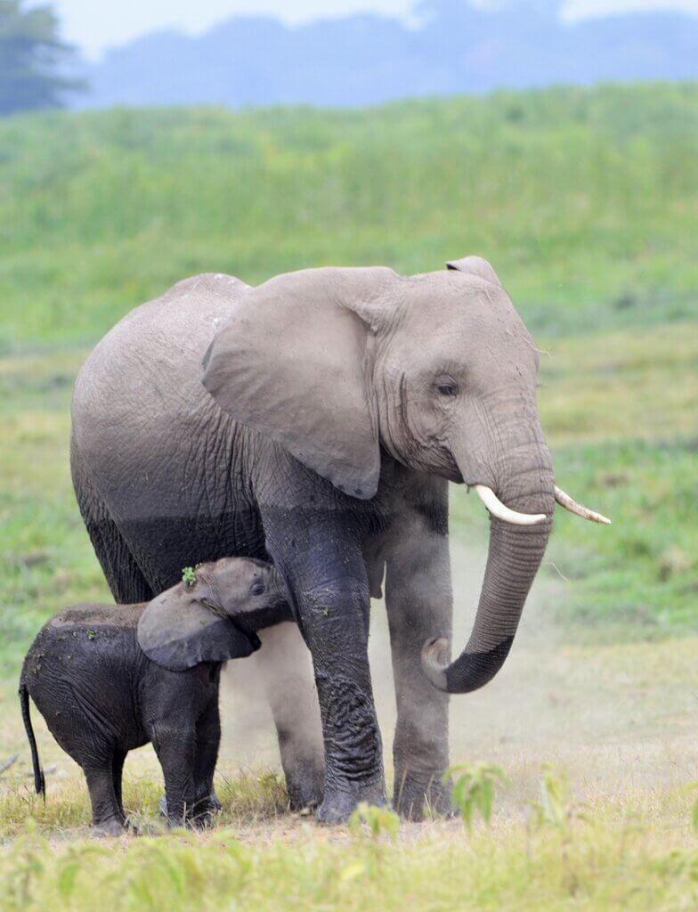 Image from Pixabay for the animal moms quiz mission