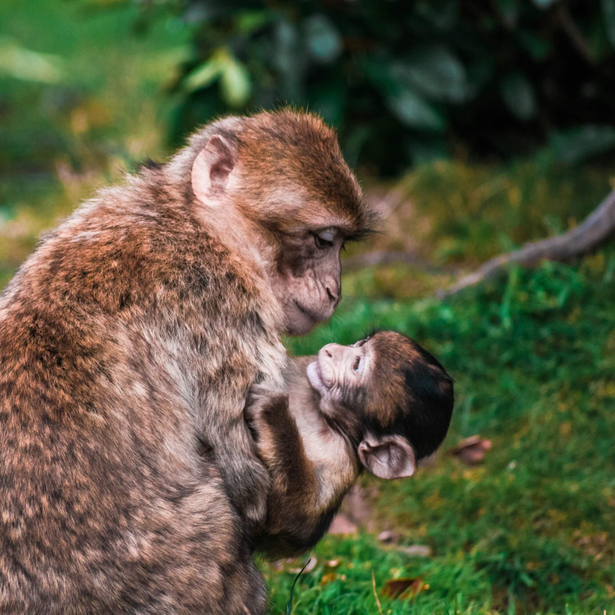 Image from Unsplash for the animal moms quiz mission