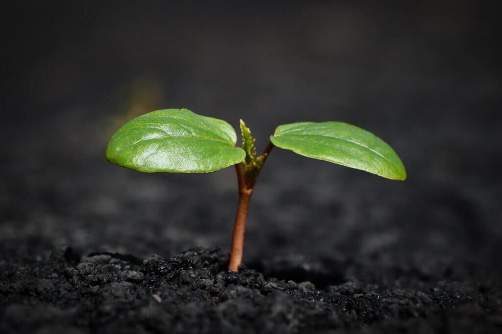 Image from Pixabay for the Earth Day quiz mission