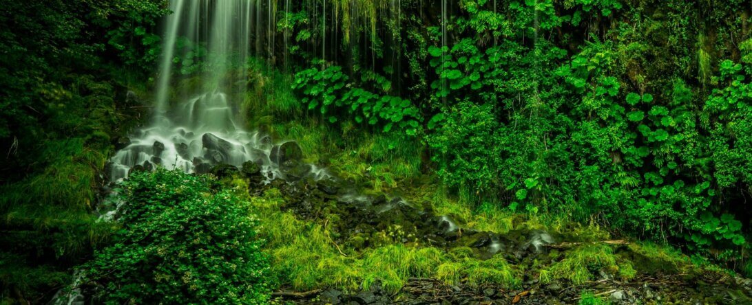 Image from Unsplash for the Earth Day quiz mission