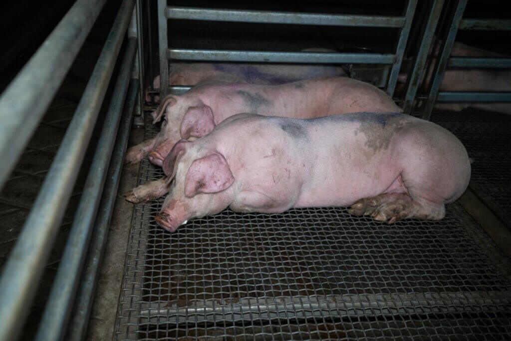 Image from Farm Transparency Project