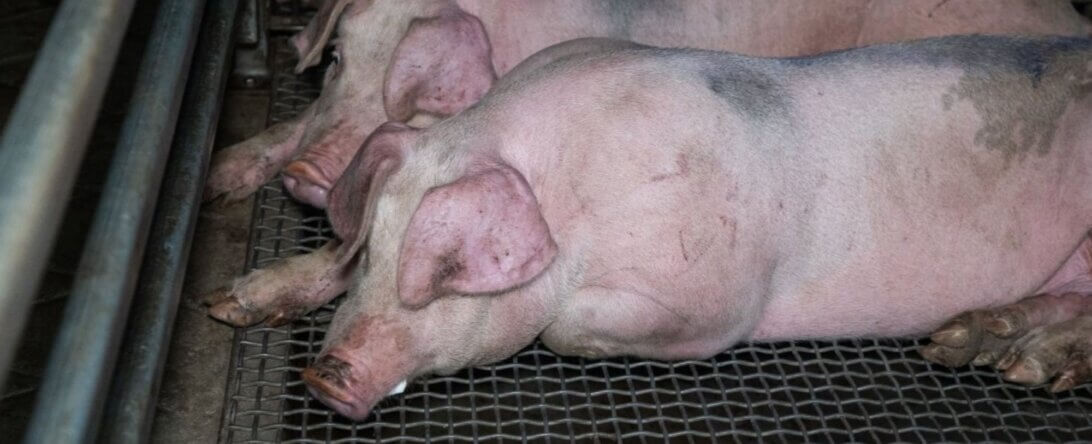 Image from Farm Transparency Project for the meat contains poop mission