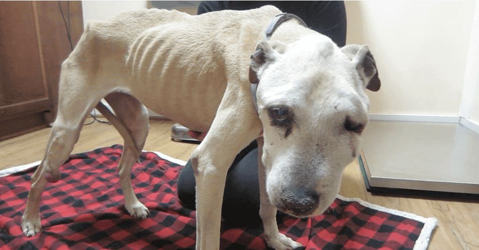 PETA-owned image for the misinformation article