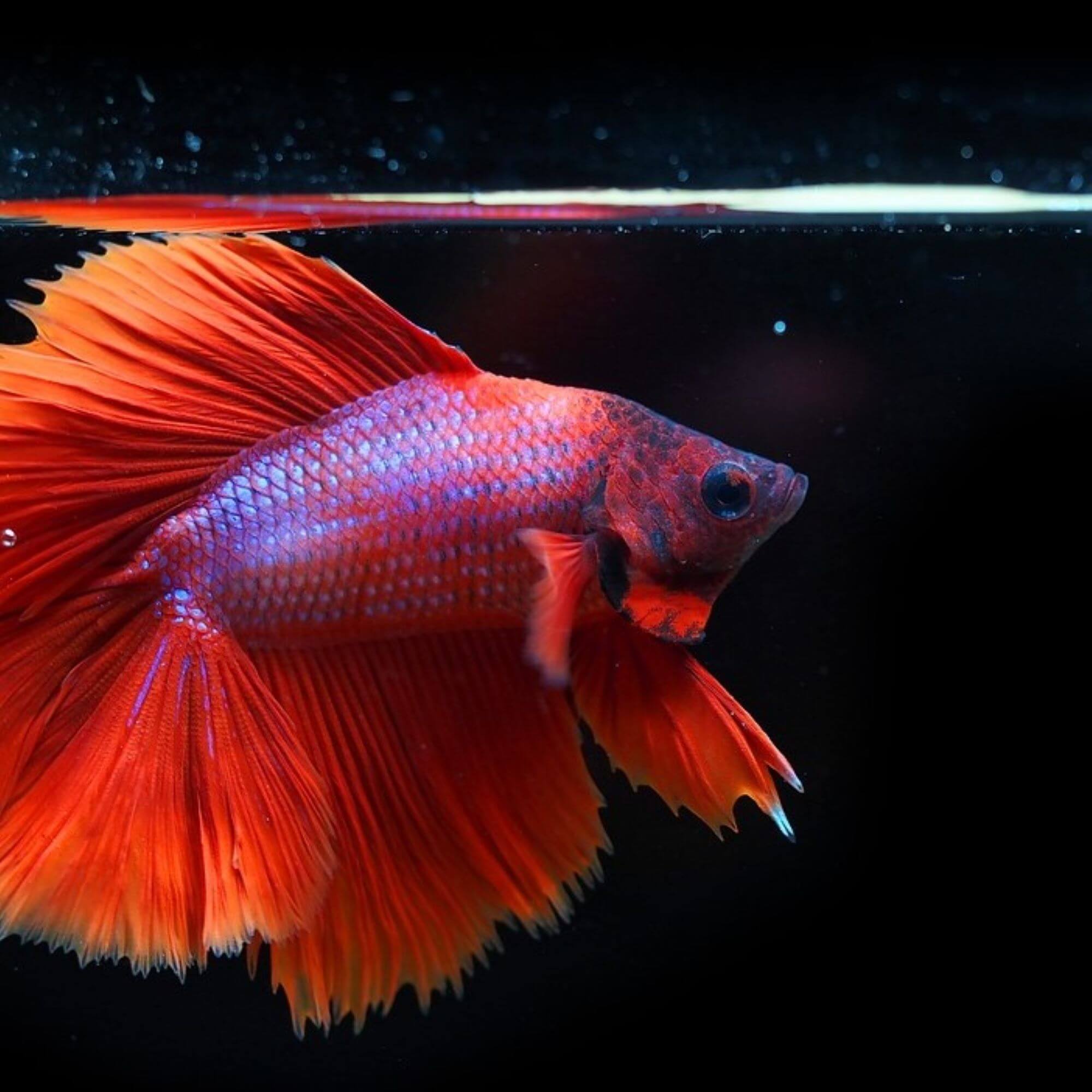 Image from Pixabay for the Meijer AA