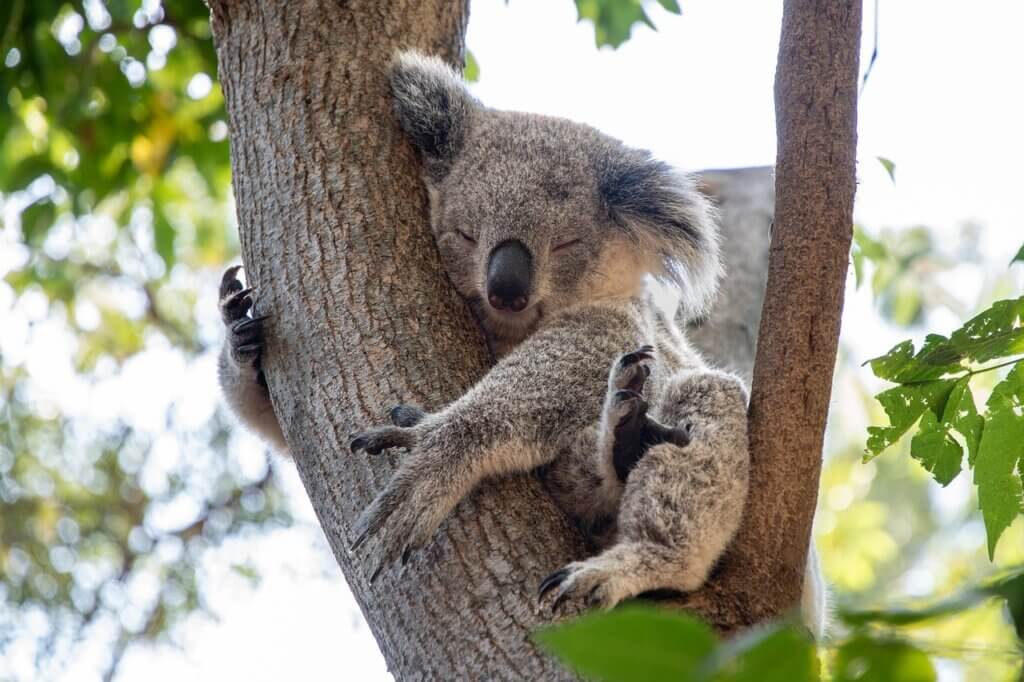 Image from Pixabay for the animal-inspired workouts article