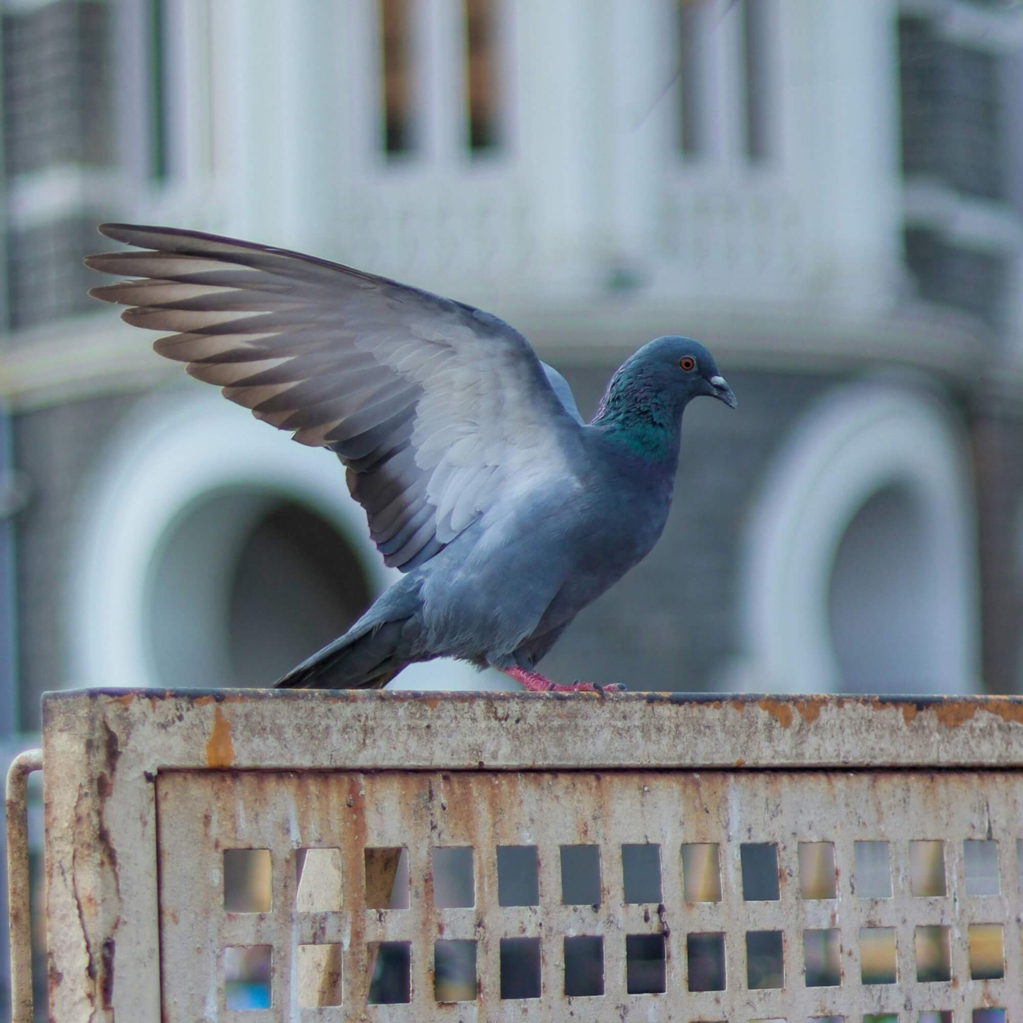 Image from Unsplash for the animal-inspired workouts article