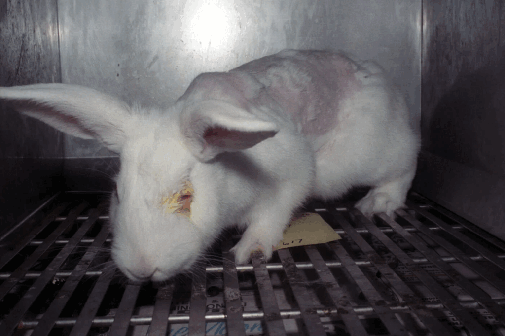 PETA-owned image for the beauty without bunnies mission