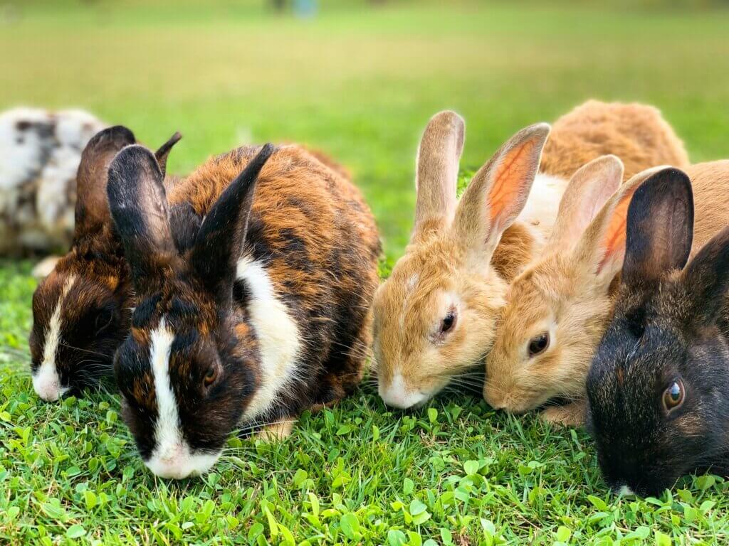 Image from Unsplash for the beauty without bunnies mission