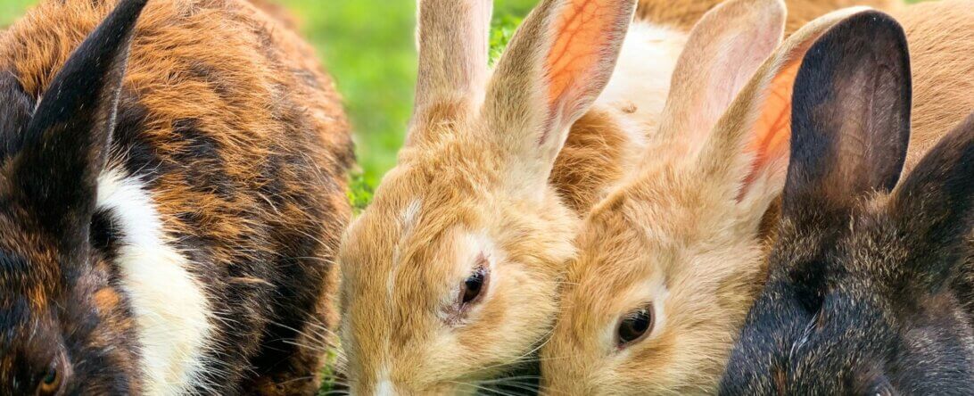 Image from Unsplash for the beauty without bunnies mission